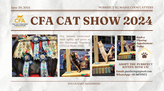 Purrfect SG Maine Coon Cattery Joined the CFA Cat Show 2024