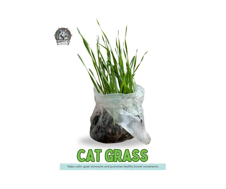 ORGANIC CAT GRASS [PRE-ORDER]
